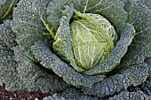 BRASSICA OLERACEA BARBOSA,   WINTER SAVOY CABBAGE,  OCTOBER