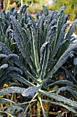 BRASSICA OLERACEA BLACK TUSCAN,  WINTER KALE,  OCTOBER