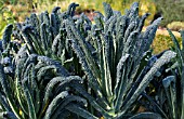 BRASSICA OLERACEA BLACK TUSCAN,  WINTER KALE,  OCTOBER