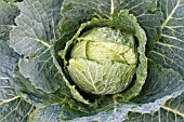 BRASSICA OLERACEA DAUBERVILLERS,   WINTER CABBAGE,  OCTOBER