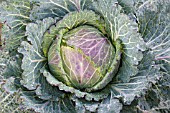 BRASSICA OLERACEA JANUARY KING,   WINTER CABBAGE,  OCTOBER