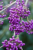 CALLICARPA BODINIERI,  HARDY SHRUB,  NOVEMBER