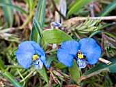 COMMELINA ERECTA,  TROPICAL WEED,  OCTOBER