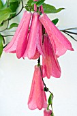 LAPAGERIA ROSEA,  TENDER CLIMBER,  OCTOBER