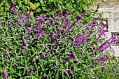 SALVIA LEUCANTHA,  TENDER PERENNIAL,  OCTOBER