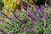 SALVIA LEUCANTHA,  TENDER PERENNIAL,  OCTOBER