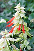 SALVIA SANGRIA,  TENDER BEDDING PLANT,  AUGUST