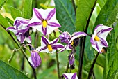 SOLANUM MUNICATUM,  TENDER VEGETABLE,  OCTOBER