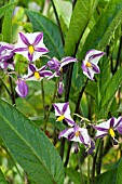 SOLANUM MUNICATUM,  TENDER VEGETABLE,  OCTOBER