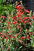 ZAUSCHNERIA CALIFORNICA WESTERN HILLS,  TENDER PERENNIAL,  AUGUST