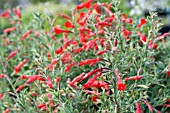 ZAUSCHNERIA CALIFORNICA WESTERN HILLS,  TENDER PERENNIAL,  AUGUST