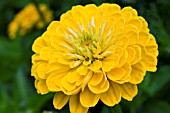 ZINNIA GOLDEN DAWN,  HALF HARDY ANNUAL,  AUGUST