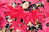 ACER PALMATUM HEPTALOBUM,  AUTUMN COLOUR,  OCTOBER