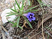 APTOSIMUM LINEARE,  SOUTH AFRICAN NATIVE PERENNIAL,  OCTOBER