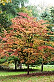 KORNUS KOUSA CHINENSIS,  HARDY TREE,  AUTUMN COLOUR,  OCTOBER