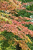 KORNUS KOUSA CHINENSIS,  HARDY TREE,  AUTUMN COLOUR,  OCTOBER