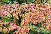 KORNUS KOUSA CHINENSIS,  HARDY TREE,  AUTUMN COLOUR,  OCTOBER