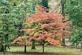 KORNUS KOUSA CHINENSIS,  HARDY TREE,  AUTUMN COLOUR,  OCTOBER