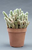 MAMMILLARIA ELONGATA,  TENDER INDOOR CACTUS,  DECEMBER