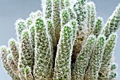 MAMMILLARIA ELONGATA,  TENDER INDOOR CACTUS,  DECEMBER