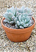 PACHYPHYTUM BRACTEOSUM,  TENDER SUCCULENT,  DECEMBER