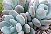 PACHYPHYTUM BRACTEOSUM,  TENDER SUCCULENT,  DECEMBER