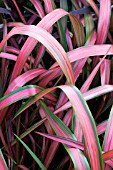 PHORMIUM JESTER,  HARDY PERENNIAL,  DECEMBER