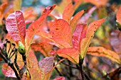 RHODODENDRON LUTEUM,  DECIDUOUS AZALEA,  AUTUMN COLOUR,  OCTOBER