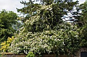 ROSA WEDDING DAY,  RAMBLER ROSE,  GROWING OVER TAXUS BACCATA,  YEW,  JUNE