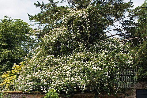 ROSA_WEDDING_DAY__RAMBLER_ROSE__GROWING_OVER_TAXUS_BACCATA__YEW__JUNE