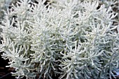 SANTOLINA CHAMAECYPARISSUS LAMBROOK SILVER,  HARDY LOW GROWING SHRUB,  DECEMBER