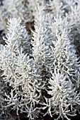 SANTOLINA CHAMAECYPARISSUS LAMBROOK SILVER,  HARDY LOW GROWING SHRUB,  DECEMBER