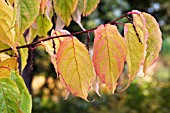 STACHYURUS PRAECOX,  AUTUMN COLOUR,  NOVEMBER