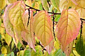 STACHYURUS PRAECOX,  AUTUMN COLOUR,  NOVEMBER