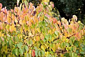 STACHYURUS PRAECOX,  AUTUMN COLOUR,  NOVEMBER