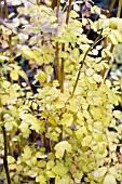 THALICTRUM FLAVUM,  HARDY PERENNIAL,  AUTUMN COLOUR,  NOVEMBER