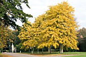 TILIA PETIOLARIS,  SILVER PENDANT LIME,  NOVEMBER