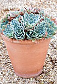 ECHEVERIA ELEGANS,  TENDER SUCCULENT