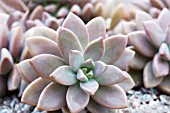 GRAPTOPETALUM PARAGUYENSE MINOR,  TENDER SUCCULENT,  DECEMBER