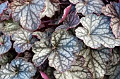 HEUCHERA REGINA,  HARDY PERENNIAL,  DECEMBER