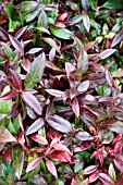 LEUCOTHOE RED LIPS (LIPSBOLWI),  HARDY PERENNIAL LOW GROWING SHRUB,  DECEMBER