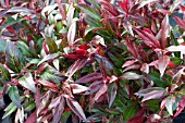 LEUCOTHOE RED LIPS (LIPSBOLWI),  HARDY PERENNIAL LOW GROWING SHRUB,  DECEMBER