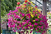 PETUNIA & BIDENS,  HANGING BASKET,  JULY