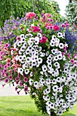 PETUNIA,  LOBELIA,  GERANIUM & NEMESIA,  HANGING BASKET,  JULY