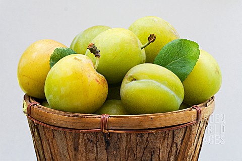 PRUNUS_DOMESTICA_OULLINS_GAGE__GREENGAGE__JULY