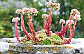 SEMPERVIVUM TECTORUM,  COMMON HOUSELEEK IN OLD STONE TROUGH,  JULY