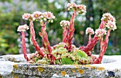 SEMPERVIVUM TECTORUM,  COMMON HOUSELEEK IN OLD STONE TROUGH,  JULY