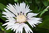 STOKESIA LAEVIS WHITE STAR,  HARDY PERENNIAL,  JULY