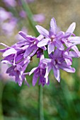 TULBAGHIA VIOLACEA,  HARDY BULB,  JLUY