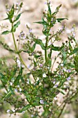 VERONICA ANAGALLIS AQUATICA,  BLUE WATER SPEEDWELL,  NATIVE WATERSIDE PERENNIAL,  JULY